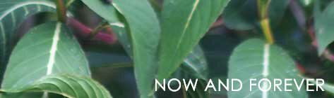 Its a Green Green World : green hotels